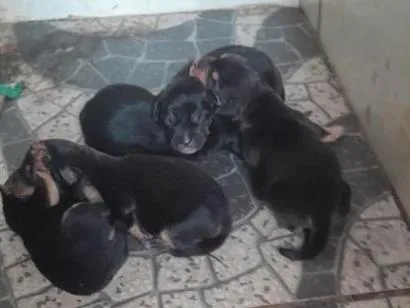 Cachorro raça SRD-ViraLata idade Abaixo de 2 meses nome Não possuem.