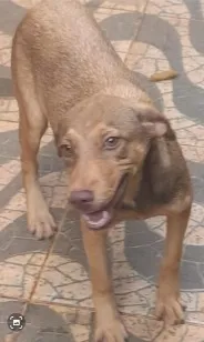Cachorro raça SRD-ViraLata idade 2 anos nome Não sei informar.