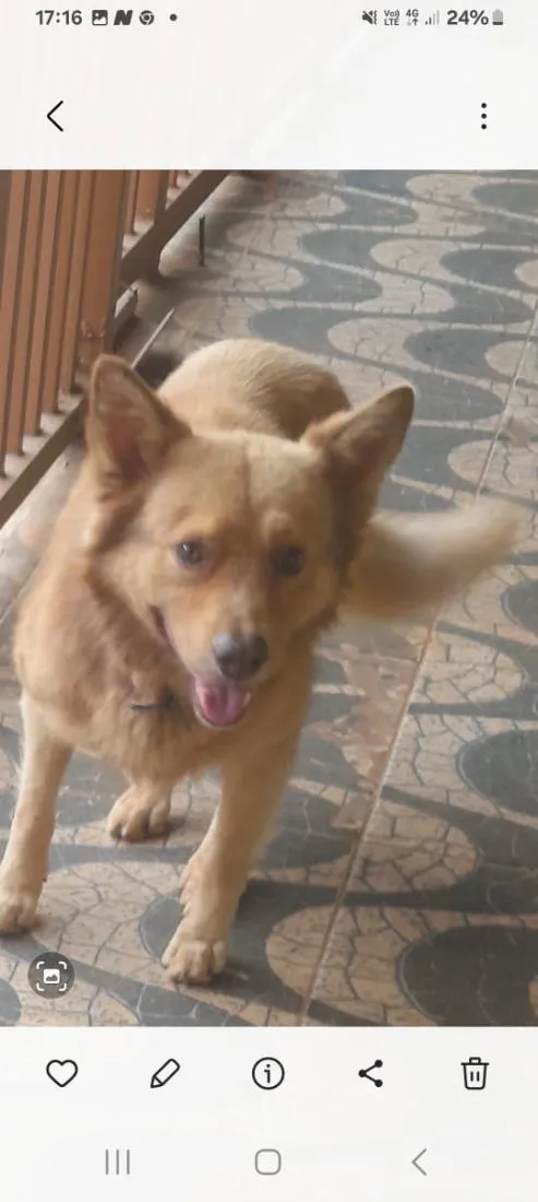 Cachorro raça SRD-ViraLata idade 2 anos nome Não sei informar