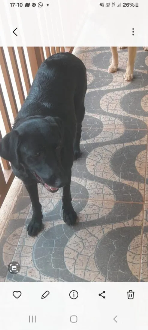 Cachorro raça SRD-ViraLata idade 2 anos nome Não sei informar