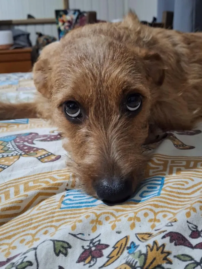 Cachorro raça SRD-ViraLata idade 7 a 11 meses nome Luna e Nina