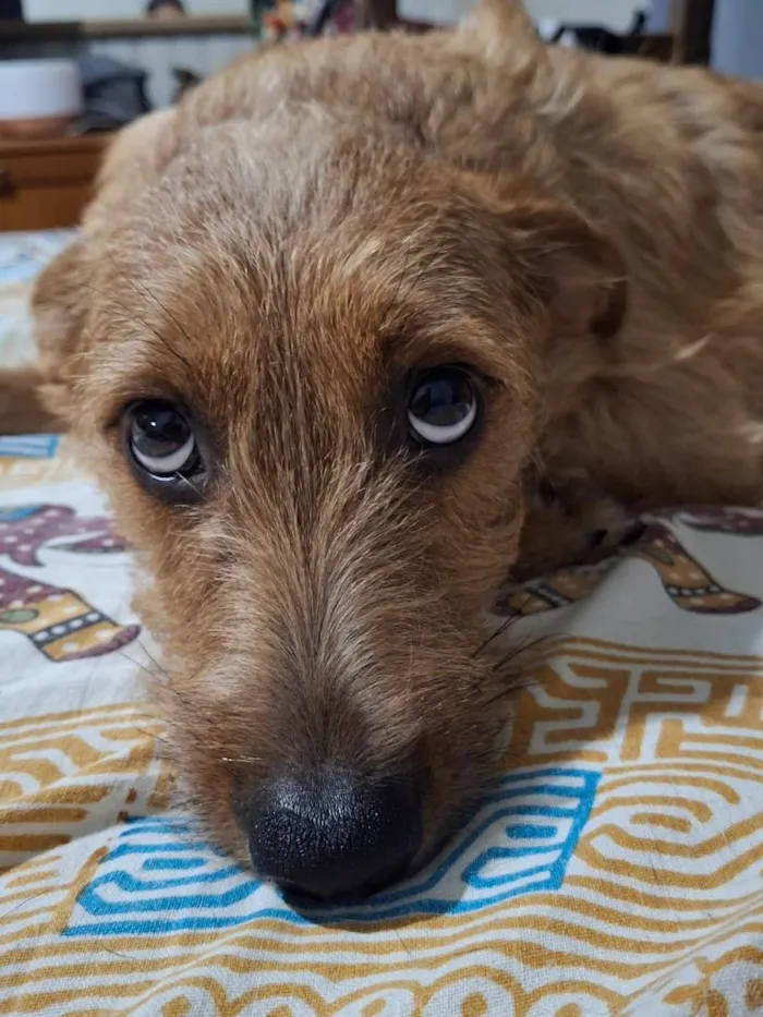 Cachorro raça SRD-ViraLata idade 7 a 11 meses nome Luna e Nina