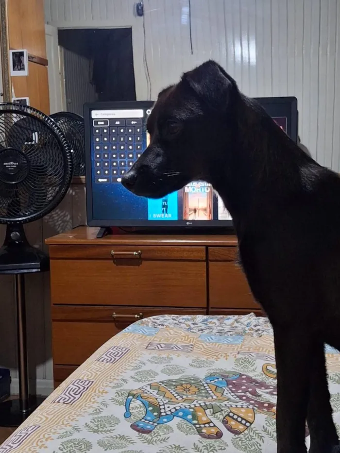 Cachorro raça SRD-ViraLata idade 7 a 11 meses nome Luna e Nina