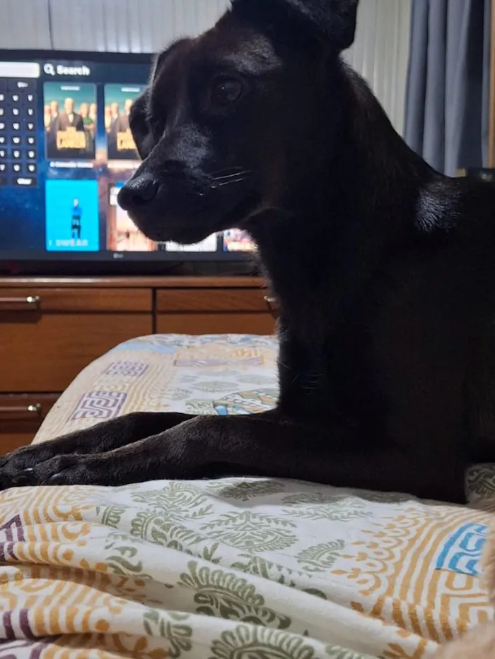 Cachorro raça SRD-ViraLata idade 7 a 11 meses nome Luna e Nina