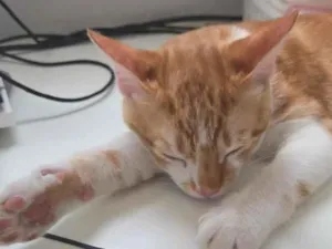 Gato raça SRD-ViraLata idade 2 a 6 meses nome Sem nome