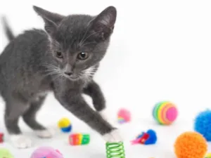 Gato raça SRD-ViraLata idade 2 a 6 meses nome leo