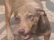 Cachorro raça SRD-ViraLata idade 2 anos nome Não sei informar.