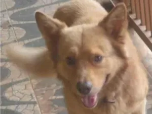 Cachorro raça SRD-ViraLata idade 2 anos nome Não sei informar