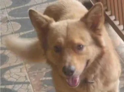 Cachorro raça SRD-ViraLata idade 2 anos nome Não sei informar