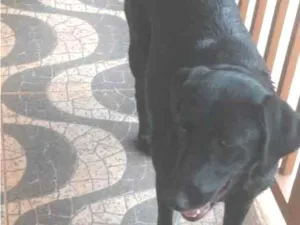 Cachorro raça SRD-ViraLata idade 2 anos nome Não sei informar