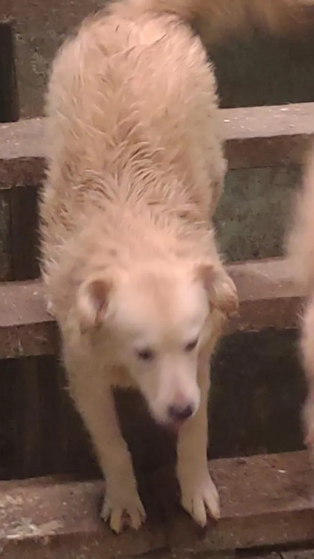 Cachorro raça SRD-ViraLata idade 7 a 11 meses nome Claudio