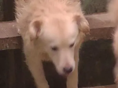 Cachorro raça SRD-ViraLata idade 7 a 11 meses nome Claudio