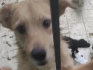 Cachorro raça SRD-ViraLata idade 7 a 11 meses nome Kiki