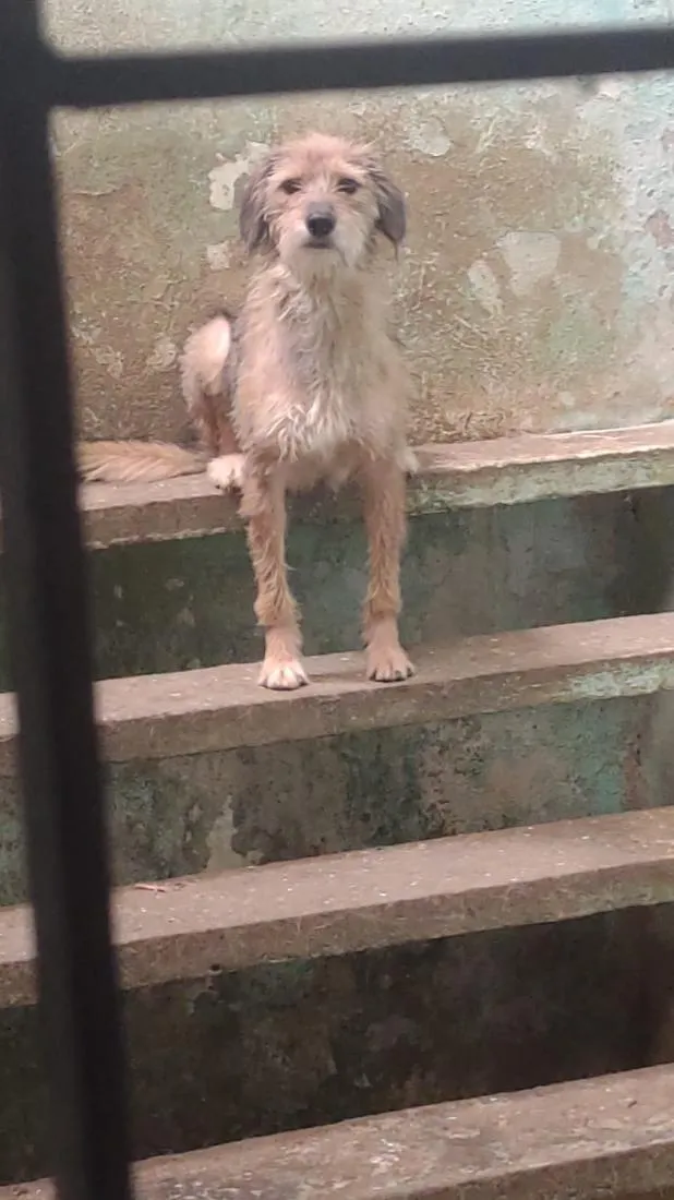 Cachorro raça SRD-ViraLata idade 2 anos nome Samantha