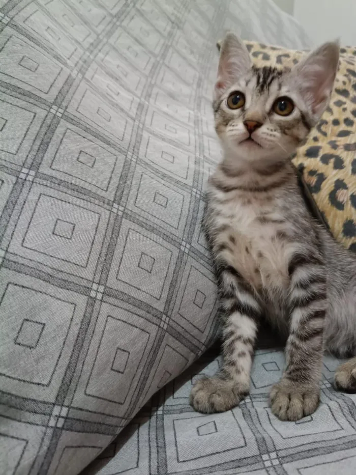 Gato raça SRD-ViraLata idade 2 a 6 meses nome sem nomes no momento 