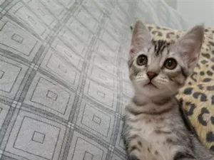 Gato raça SRD-ViraLata idade 2 a 6 meses nome sem nomes no momento 