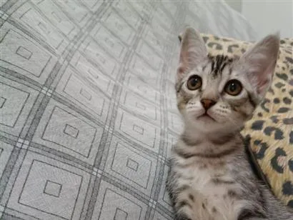 Gato raça SRD-ViraLata idade 2 a 6 meses nome sem nomes no momento 