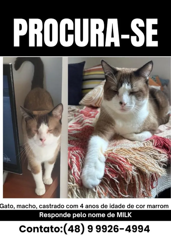Gato raça SRD-ViraLata idade 4 anos nome MILK