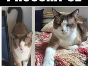 Gato raça SRD-ViraLata idade 4 anos nome MILK