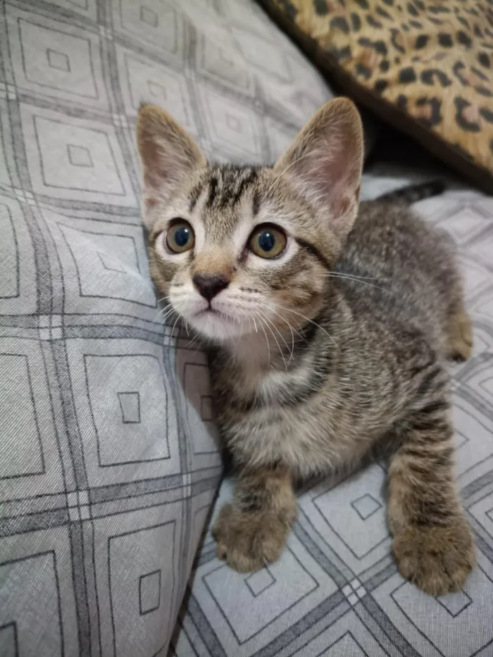 Gato raça SRD-ViraLata idade 2 a 6 meses nome sem nomes no momento 