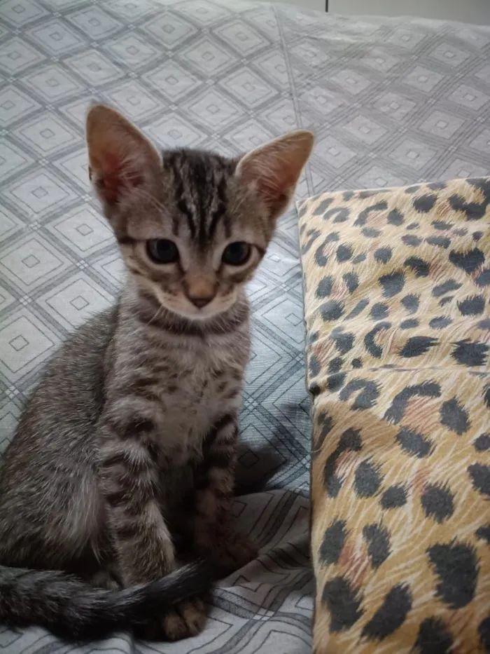 Gato raça SRD-ViraLata idade 2 a 6 meses nome sem nomes no momento 