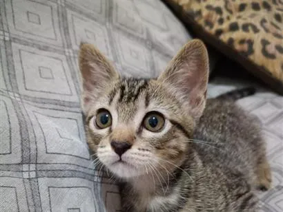 Gato raça SRD-ViraLata idade 2 a 6 meses nome sem nomes no momento 