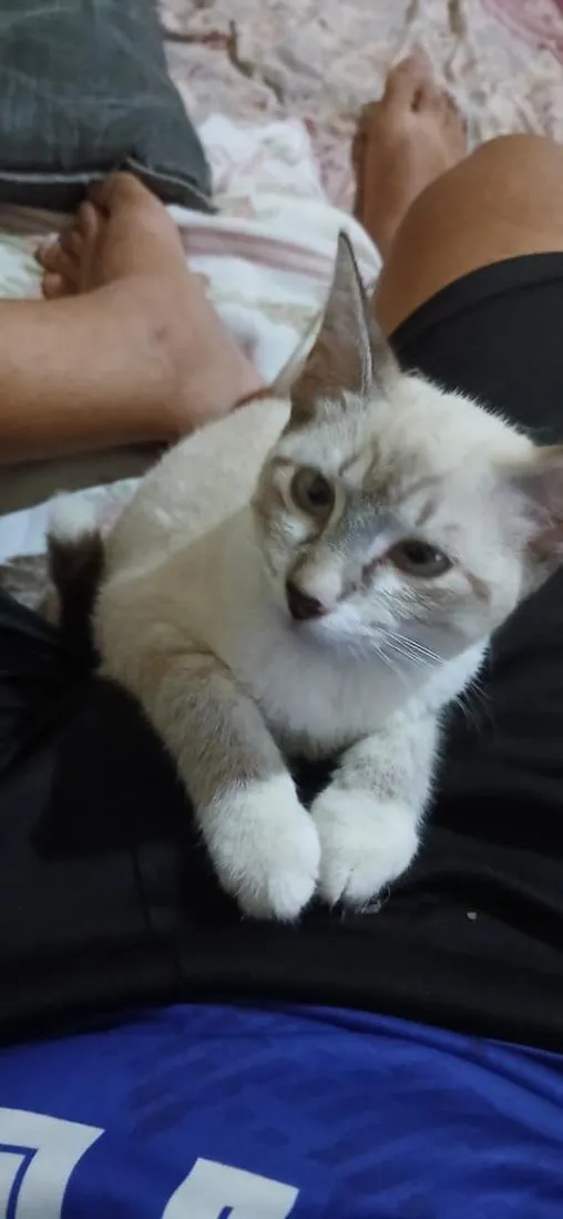 Gato raça SRD-ViraLata idade 2 a 6 meses nome Branquinha 