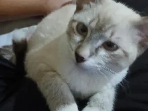 Gato raça SRD-ViraLata idade 2 a 6 meses nome Branquinha 