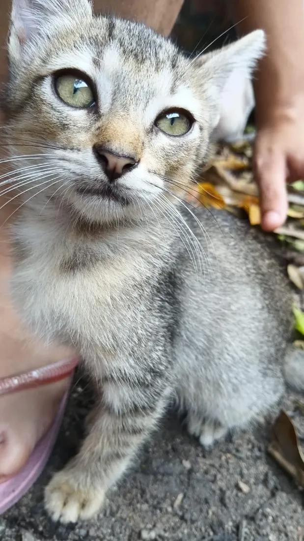Gato raça SRD-ViraLata idade 2 a 6 meses nome José