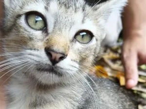 Gato raça SRD-ViraLata idade 2 a 6 meses nome José