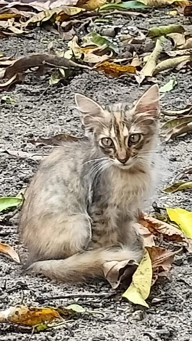 Gato raça SRD-ViraLata idade 2 a 6 meses nome Luna