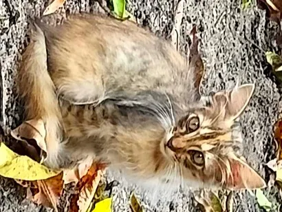 Gato raça SRD-ViraLata idade 2 a 6 meses nome Luna