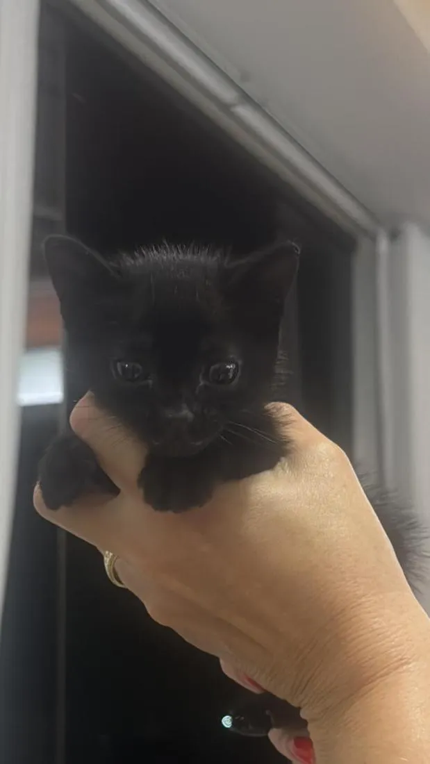 Gato raça SRD-ViraLata idade 2 a 6 meses nome Thunder