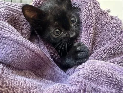 Gato raça SRD-ViraLata idade 2 a 6 meses nome Thunder