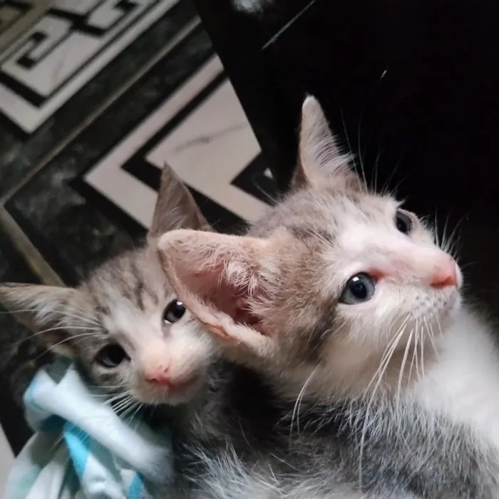 Gato raça SRD-ViraLata idade 2 a 6 meses nome SALVE VIDAS - GATINHOS DE GOIÁS 