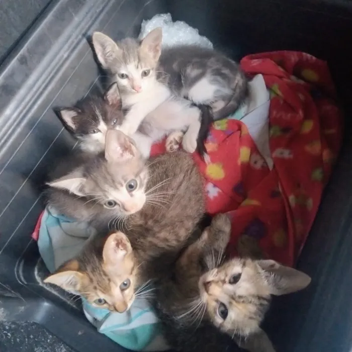 Gato raça SRD-ViraLata idade 2 a 6 meses nome SALVE VIDAS - GATINHOS DE GOIÁS 