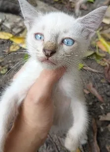 Gato raça SRD-ViraLata idade 2 a 6 meses nome Gasparzinho