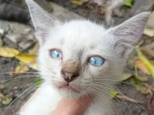 Gato raça SRD-ViraLata idade 2 a 6 meses nome Gasparzinho