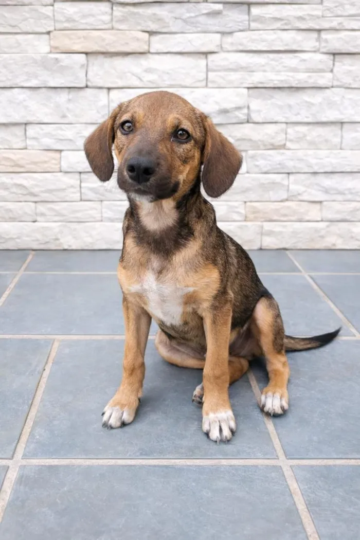 Cachorro raça SRD-ViraLata idade 2 a 6 meses nome Sem nome 