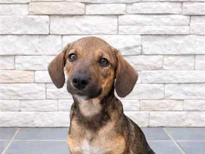 Cachorro raça SRD-ViraLata idade 2 a 6 meses nome Sem nome 