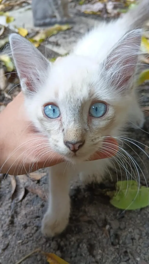 Gato raça SRD-ViraLata idade 2 a 6 meses nome Carlos