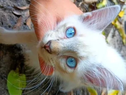 Gato raça SRD-ViraLata idade 2 a 6 meses nome Carlos