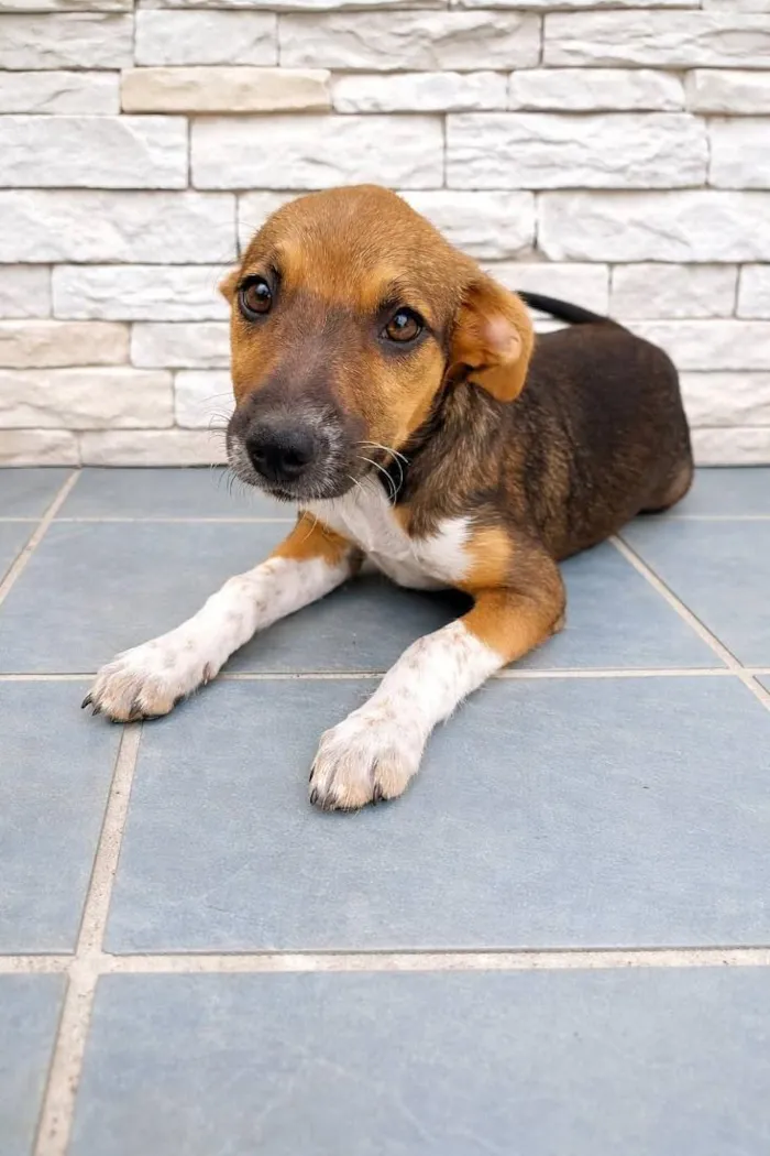 Cachorro raça SRD-ViraLata idade 2 a 6 meses nome Sem nome 