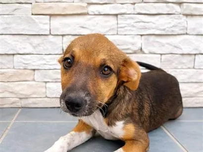Cachorro raça SRD-ViraLata idade 2 a 6 meses nome Sem nome 