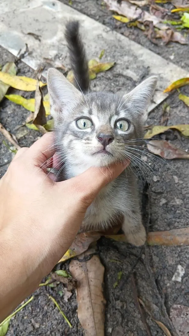 Gato raça SRD-ViraLata idade 2 a 6 meses nome Luizinho