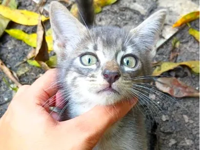 Gato raça SRD-ViraLata idade 2 a 6 meses nome Luizinho
