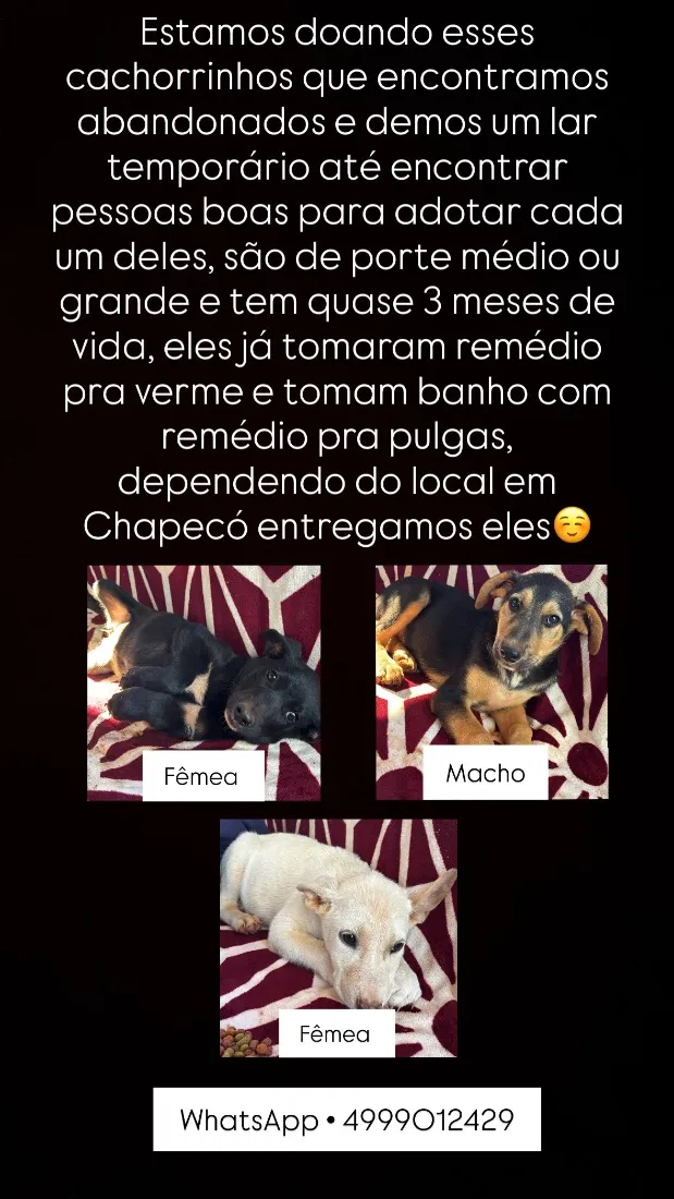 Cachorro raça SRD-ViraLata idade 2 a 6 meses nome Nenhum 