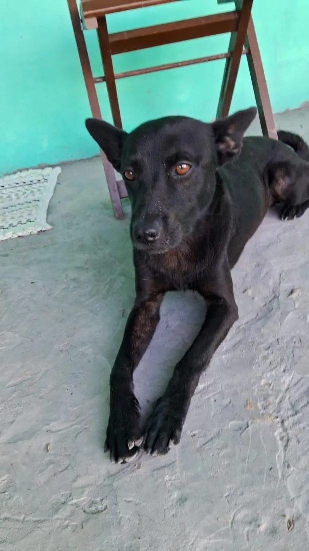 Cachorro raça SRD-ViraLata idade 1 ano nome neneno
