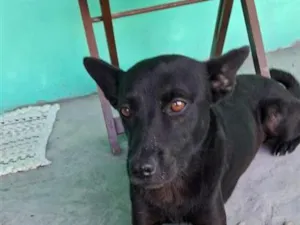 Cachorro raça SRD-ViraLata idade 1 ano nome neneno