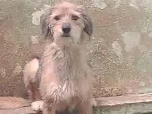Cachorro raça SRD-ViraLata idade 2 anos nome Samantha